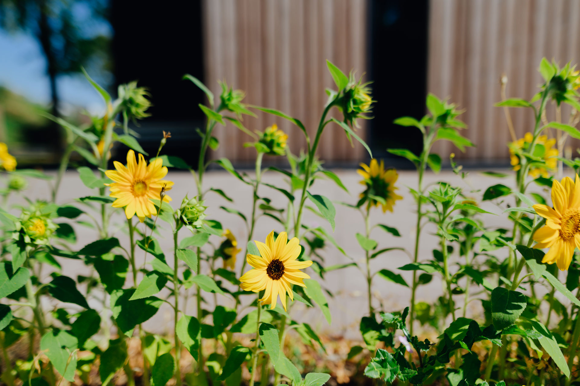 Vor einer Schuppenanlage wachsen Blumen mit gelben Blüten.